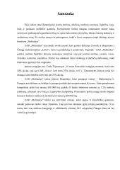 Verslo planas: moliniai dirbiniai UAB "Molinukas" 3 puslapis