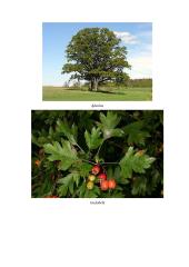 Geografijos pamokos planas: Europos augalija 11 puslapis