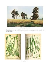 Geografijos pamokos planas: Europos augalija 13 puslapis