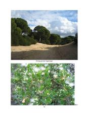 Geografijos pamokos planas: Europos augalija 15 puslapis