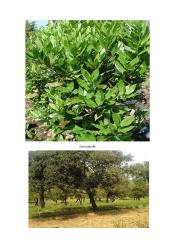 Geografijos pamokos planas: Europos augalija 16 puslapis