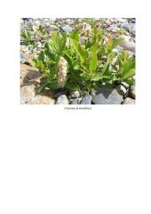 Geografijos pamokos planas: Europos augalija 5 puslapis