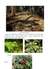 Geografijos pamokos planas: Europos augalija 6 puslapis