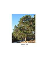 Geografijos pamokos planas: Europos augalija 7 puslapis