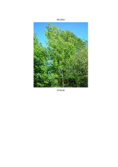 Geografijos pamokos planas: Europos augalija 9 puslapis