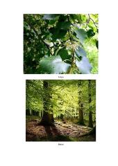 Geografijos pamokos planas: Europos augalija 10 puslapis