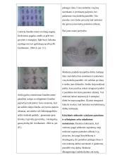 Pamoka apie natiurmortus 5 puslapis