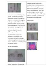 Pamoka apie natiurmortus 6 puslapis