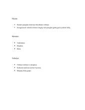 Valentino dienos scenarijus: "Karščiausia porelė" 2 puslapis