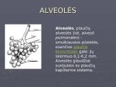 Žmogaus kvėpavimo sistema 11 puslapis