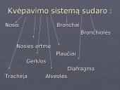 Žmogaus kvėpavimo sistema 3 puslapis