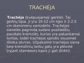 Žmogaus kvėpavimo sistema 7 puslapis