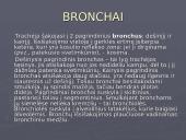 Žmogaus kvėpavimo sistema 8 puslapis