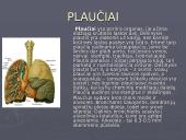 Žmogaus kvėpavimo sistema 9 puslapis