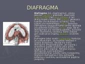 Žmogaus kvėpavimo sistema 10 puslapis