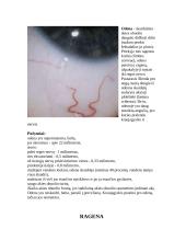 Akių sandara 5 puslapis