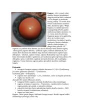 Akių sandara 6 puslapis