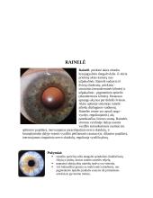 Akių sandara 8 puslapis