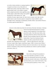 Arklių veislių įvairovė ir jų reikšmė gyvulininkystėje 12 puslapis