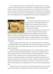 Arklių veislių įvairovė ir jų reikšmė gyvulininkystėje 13 puslapis