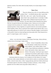 Arklių veislių įvairovė ir jų reikšmė gyvulininkystėje 9 puslapis