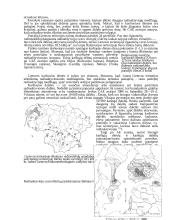 Atominių objektų radiacinės avarijos ir jų padariniai 10 puslapis