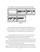 Automobilių stovėjimo aikštelės 10 puslapis