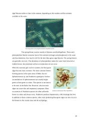 Baltic Sea 20 puslapis