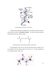 Baltymai. Baltymų pirminė struktūra 13 puslapis
