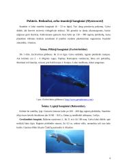 Banginiai, jų įvairovė ir paplitimas 3 puslapis