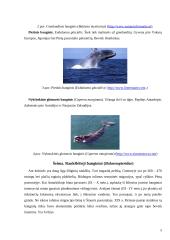 Banginiai, jų įvairovė ir paplitimas 4 puslapis