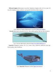 Banginiai, jų įvairovė ir paplitimas 5 puslapis