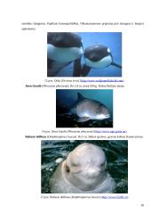 Banginiai, jų įvairovė ir paplitimas 9 puslapis