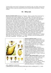 Bitininkystė ir bitės 5 puslapis