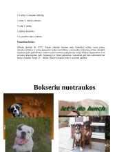 Bokserių veislės šunys 12 puslapis