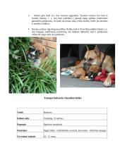 Bokserių veislės šunys 6 puslapis