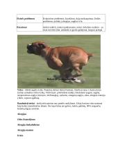 Bokserių veislės šunys 8 puslapis