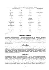 Brangakmeniai ir viskas apie juos 11 puslapis