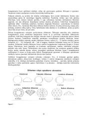 Brangakmeniai ir viskas apie juos 10 puslapis