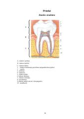 Burnos higiena ir maisto poveikis dantims 16 puslapis