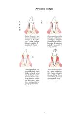 Burnos higiena ir maisto poveikis dantims 17 puslapis