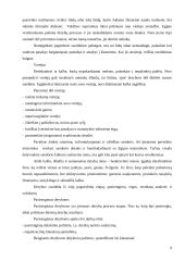 Dalykinio bendravimo su Egipto partneriais ypatumai 10 puslapis