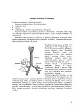 Dujų apykaita žinduoliuose 4 puslapis