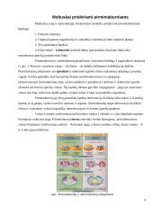 Dvigeldžių moliuskų lytinė sistema ir vystymasis 4 puslapis