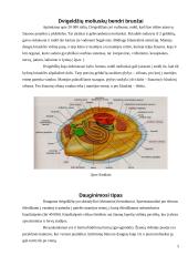 Dvigeldžių moliuskų lytinė sistema ir vystymasis 5 puslapis