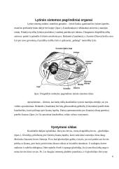 Dvigeldžių moliuskų lytinė sistema ir vystymasis 6 puslapis