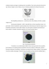 Dvigeldžių moliuskų lytinė sistema ir vystymasis 7 puslapis