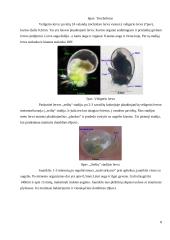 Dvigeldžių moliuskų lytinė sistema ir vystymasis 8 puslapis