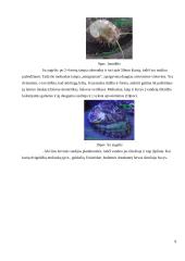 Dvigeldžių moliuskų lytinė sistema ir vystymasis 9 puslapis