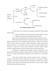 Ekonominių ir socialinių įmonės tikslų suderinimas 6 puslapis